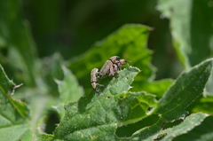 Lixus filiformis