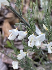 Cytisus multiflorus