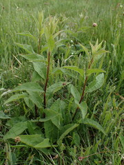 Centaurea nemoralis