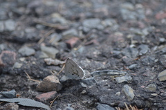 Celastrina asheri