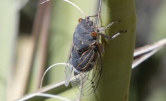 Hadoa chiricahua