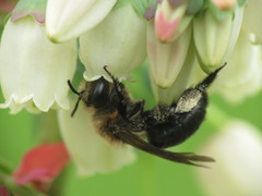 Andrena vicina