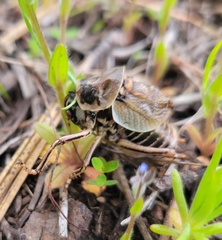 Cyphoderris