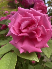 Rosa