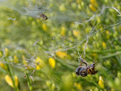 Frontinellina frutetorum