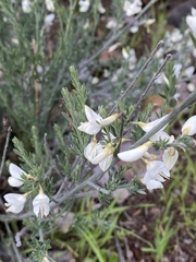 Cytisus multiflorus