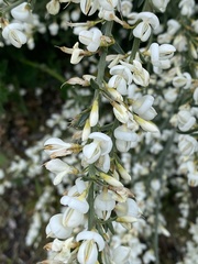 Cytisus multiflorus