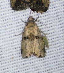 Cobubatha metaspilaris