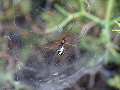 Frontinellina frutetorum