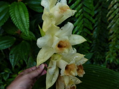 Sobralia tamboana