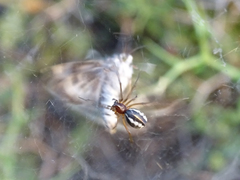 Frontinellina frutetorum