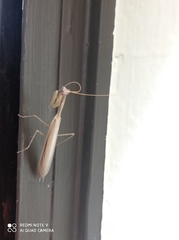 Miomantis paykullii