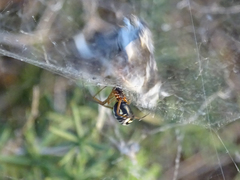 Frontinellina frutetorum