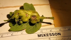 Neuroterus washingtonensis