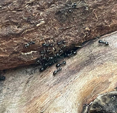 Lasius fuliginosus