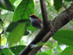 Conopophaga melanops