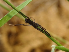 Episinus truncatus