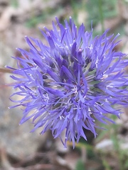 Jasione heldreichii