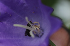 Chelostoma rapunculi