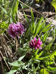 Trifolium attenuatum