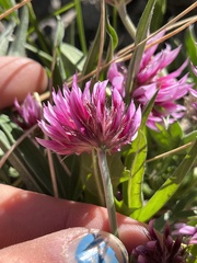 Trifolium attenuatum