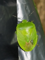 Chinavia pensylvanica