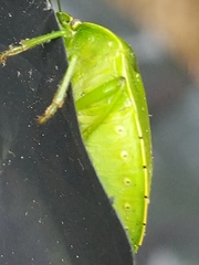 Chinavia pensylvanica