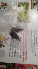 Triatoma infestans