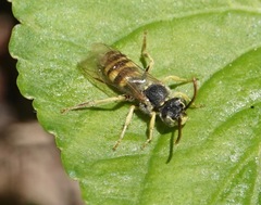 Nomada luteola