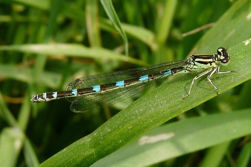 Ornate Bluet