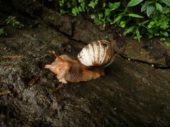 Megalobulimus popelairianus
