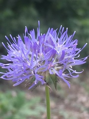 Jasione heldreichii