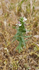 Closterocoris amoenus