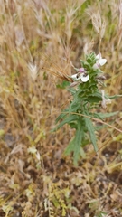 Closterocoris amoenus