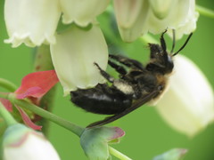 Andrena vicina
