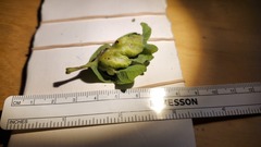 Neuroterus washingtonensis
