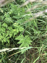 Chaerophyllum bulbosum