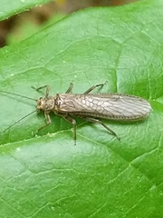 Peltoperlidae