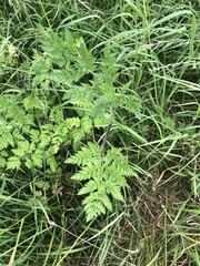 Chaerophyllum bulbosum