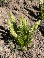 Veronica ritteriana