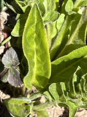 Veronica ritteriana