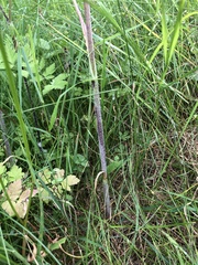 Chaerophyllum bulbosum
