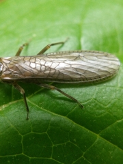 Peltoperlidae