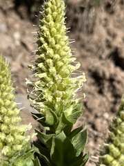 Veronica ritteriana