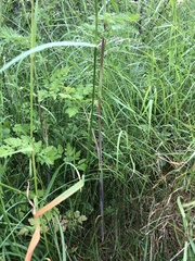 Chaerophyllum bulbosum