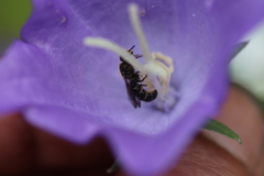 Chelostoma rapunculi