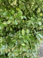 Euonymus fortunei fortunei