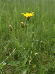 Crepis mollis