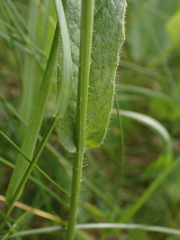 Crepis mollis
