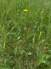 Crepis mollis